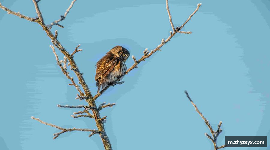 MILAN SPORTS挑战规则，创造传奇